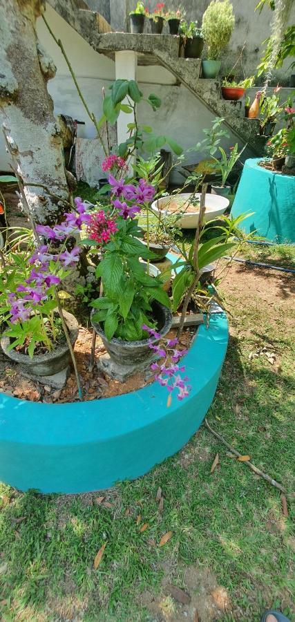 Jilan Homestay Bentota Exterior photo